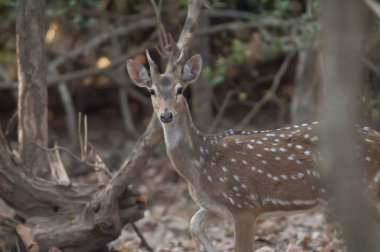 Chital Axis Ekseni 'nde genç bir erkek. Gir Sığınağı. Gujarat. Hindistan.
