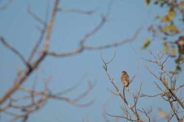 İbikli Yılan Kartalı Spilornis Cheela. Gir Sığınağı. Gujarat. Hindistan.