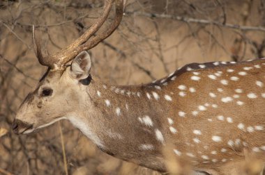 Chital eksen ekseninde erkek. Gir Sığınağı. Gujarat. Hindistan.