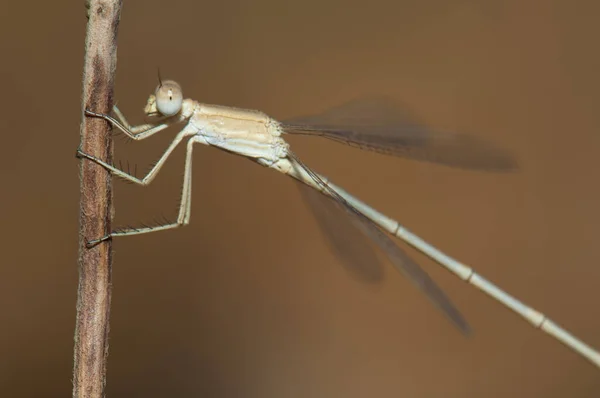 Dragonfly Στο Στέλεχος Ενός Φυτού Εθνικό Πάρκο Γκιρ Γκουτζαράτ Ινδία — Φωτογραφία Αρχείου