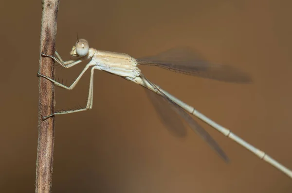 Libélula Caule Uma Planta Parque Nacional Gir Gujarat Índia — Fotografia de Stock