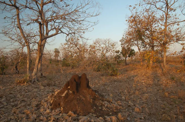 Termit Tepeciği Kuru Yaprak Döken Orman Gir Ulusal Parkı Gujarat — Stok fotoğraf