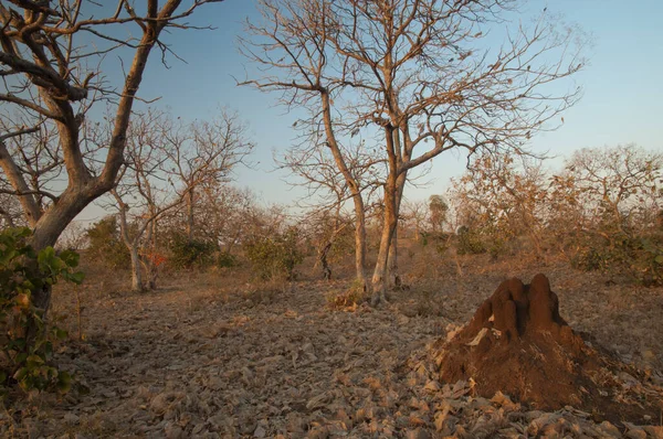 Termit Tepeciği Kuru Yaprak Döken Orman Gir Ulusal Parkı Gujarat — Stok fotoğraf