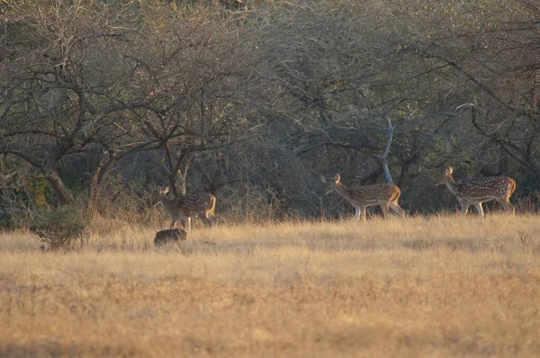 Hembras Del Eje Del Eje Quital Parque Nacional Gir Gujarat — Foto de Stock