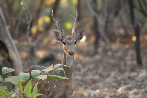 Jeune Mâle Axe Axe Chital Sanctuaire Gir Gujarat Inde — Photo