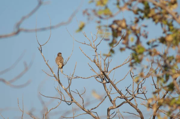 Aquila Serpente Crested Spilornis Cheela Rifugio Gir Gujarat India — Foto Stock