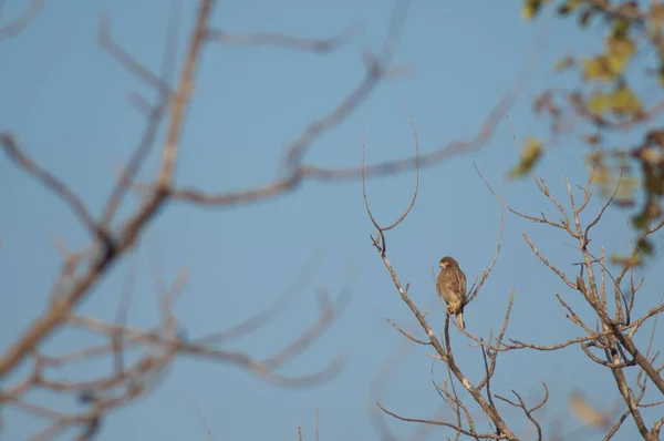 Schlangenadler Spilornis Cheela Gir Sanctuary Gujarat Indien — Stockfoto