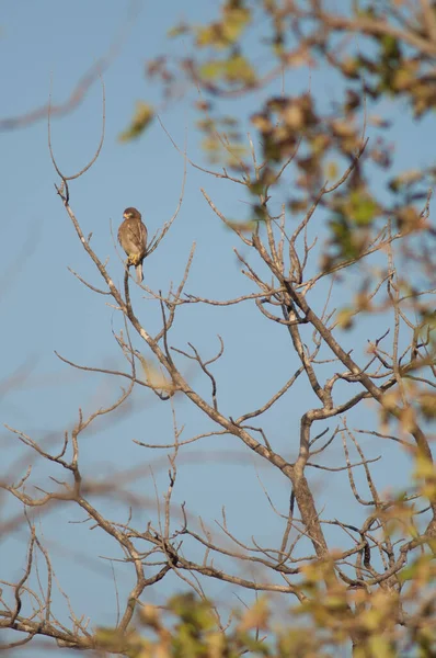 Schlangenadler Spilornis Cheela Gir Sanctuary Gujarat Indien — Stockfoto