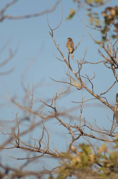 Schlangenadler Spilornis Cheela Gir Sanctuary Gujarat Indien — Stockfoto
