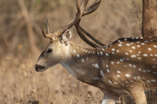 Homme Axe Chital Axe Sanctuaire Gir Gujarat Inde — Photo