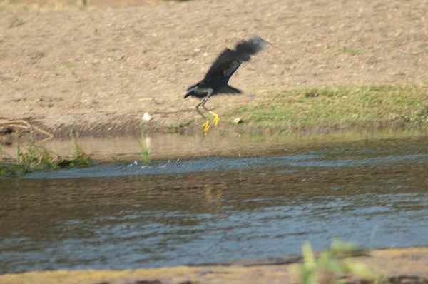 Western Reef Egret Egretta Gularis Dark Morph Taking Flight Hiran — Stock Photo, Image