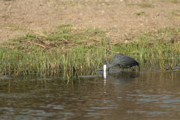 Západní Útes Egret Egretta Gularis Temný Morf Rybaření Řeka Hiran — Stock fotografie