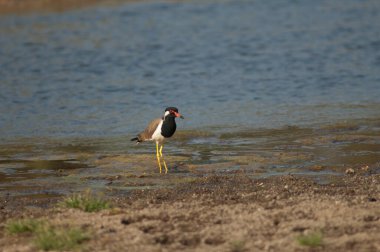 Hiran nehrinde kırmızı kanatlı Vanellus indicus. Sasan. Gir Sığınağı. Gujarat. Hindistan.