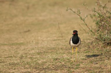 Çayırdaki kırmızı kanatlı Vanellus göstergesi. Hiran nehri. Sasan. Gir Sığınağı. Gujarat. Hindistan.