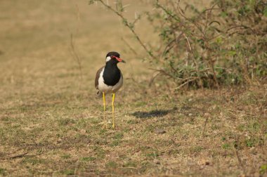 Çayırdaki kırmızı kanatlı Vanellus göstergesi. Hiran nehri. Sasan. Gir Sığınağı. Gujarat. Hindistan.