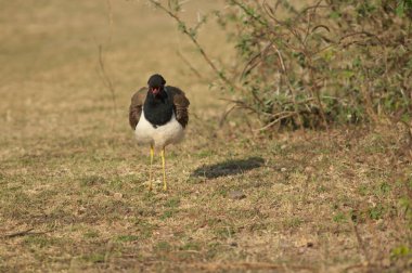 Kırmızı gerdanlı kanatlı Vanellus indicus titriyor. Hiran nehri. Sasan. Gir Sığınağı. Gujarat. Hindistan.