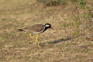 Kırmızı kanatlı Vanellus yiyecek arayışında. Hiran nehri. Sasan. Gir Sığınağı. Gujarat. Hindistan.