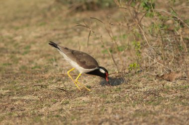 Kırmızı kanatlı Vanellus yiyecek arayışında. Hiran nehri. Sasan. Gir Sığınağı. Gujarat. Hindistan.