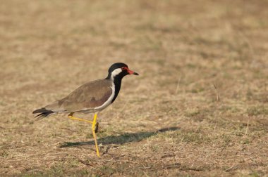 Çayırdaki kırmızı kanatlı Vanellus göstergesi. Hiran nehri. Sasan. Gir Sığınağı. Gujarat. Hindistan.