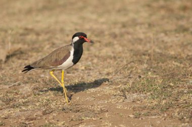 Çayırdaki kırmızı kanatlı Vanellus göstergesi. Hiran nehri. Sasan. Gir Sığınağı. Gujarat. Hindistan.