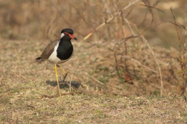 Çayırdaki kırmızı kanatlı Vanellus göstergesi. Hiran nehri. Sasan. Gir Sığınağı. Gujarat. Hindistan.