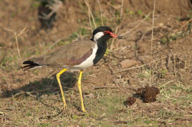 Çayırdaki kırmızı kanatlı Vanellus göstergesi. Hiran nehri. Sasan. Gir Sığınağı. Gujarat. Hindistan.