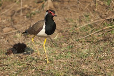 Çayırdaki kırmızı kanatlı Vanellus göstergesi. Hiran nehri. Sasan. Gir Sığınağı. Gujarat. Hindistan.