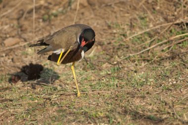 Kırmızı gerdanlı kanatlı Vanellus indicus kaşınıyor. Hiran nehri. Sasan. Gir Sığınağı. Gujarat. Hindistan.