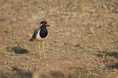 Hiran nehri, Sasan, Gir Sığınağı, Gujarat, Hindistan 'da kırmızı kanatlı Vanellus indicus.