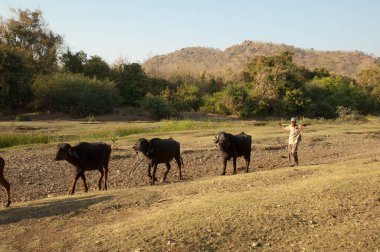Shepherd, Bubalus Bubalis sürüsüyle birlikte. Hiran nehri. Sasan. Gir Sığınağı. Gujarat. Hindistan.