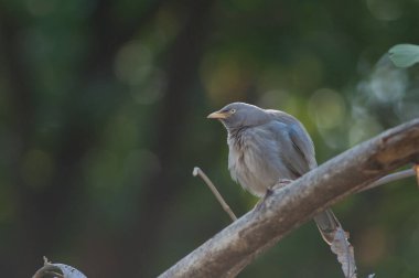 Bir dalda orman gevezesi Turdoides striatus. Sasan. Gir Sığınağı. Gujarat. Hindistan.