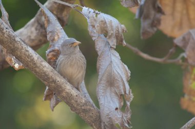 Bir dalda orman gevezesi Turdoides striatus. Sasan. Gir Sığınağı. Gujarat. Hindistan.