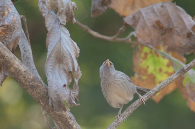 Bir dalda orman gevezesi Turdoides striatus. Sasan. Gir Sığınağı. Gujarat. Hindistan.