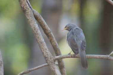 Bir dalda orman gevezesi Turdoides striatus. Sasan. Gir Sığınağı. Gujarat. Hindistan.