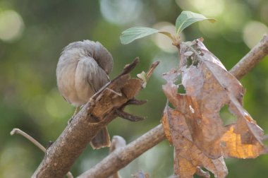 Orman gevezesi Turdoides bir dala asılıyor. Sasan. Gir Sığınağı. Gujarat. Hindistan.