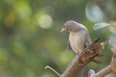Bir dalda orman gevezesi Turdoides striatus. Sasan. Gir Sığınağı. Gujarat. Hindistan.