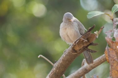 Bir dalda orman gevezesi Turdoides striatus. Sasan. Gir Sığınağı. Gujarat. Hindistan.