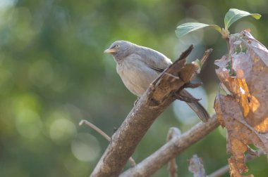 Bir dalda orman gevezesi Turdoides striatus. Sasan. Gir Sığınağı. Gujarat. Hindistan.