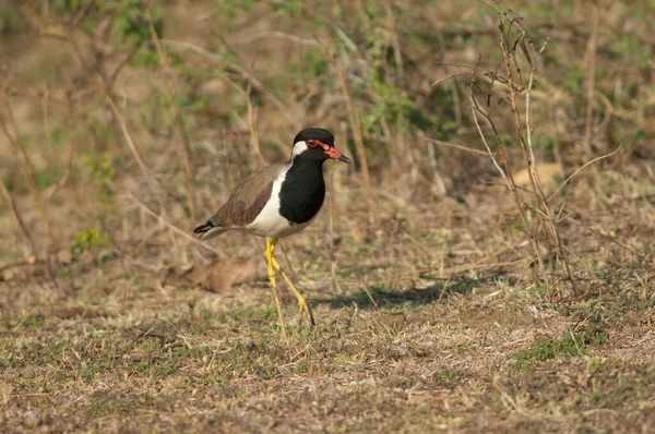 Rood Wattled Revers Vanellus Indicus Een Weide Rivier Hiran Met — Stockfoto