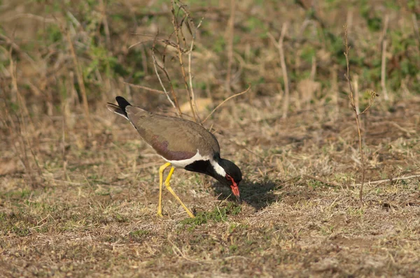Soltando Vanellus Indicus Buscando Comida Río Hiran Sasan Santuario Gir — Foto de Stock