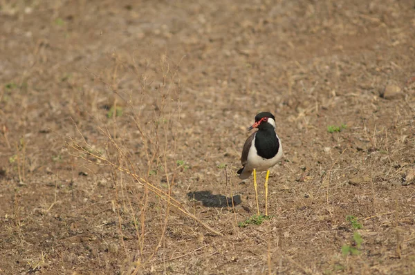 Red Wattled Lapwing Vanellus Indicus Hiran River Sasan Gir Sanctuary — Stock Photo, Image