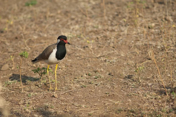 Červenohnědé Lapwing Vanellus Indicus Řece Hiran Sasan Gir Asylum Gujarat — Stock fotografie