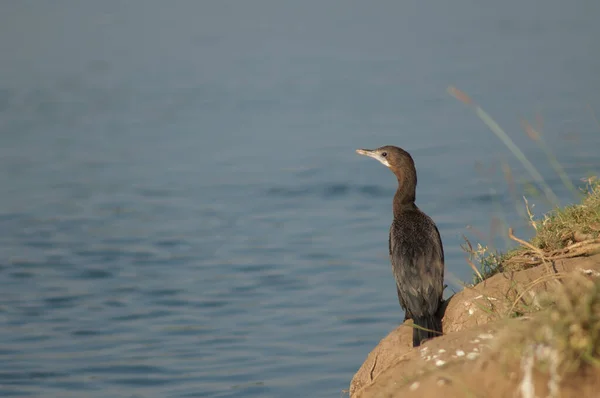 Little Cormorant Microcarbo Niger Hiran River Sasan Gir Sanctuary Gujarat — Stock Photo, Image