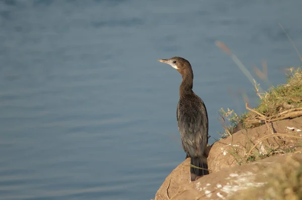Little Cormorant Microcarbo Niger Hiran River Sasan Gir Sanctuary Gujarat — Stock Photo, Image