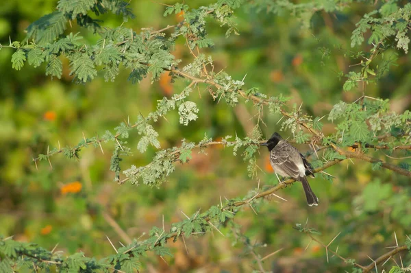 Rotbelüfteter Bulbul Pycnonotus Café Auf Einem Silostrauch Dichrostachys Cinerea Hiran — Stockfoto