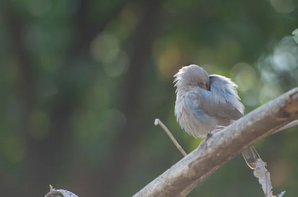 Jungle Babbler Turdoides Striatus Preening Branch Sasan Gir Sanctuary Gujarat — Stok Foto