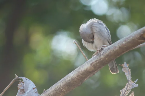 Bouffon Jungle Turdoides Striatus Poussant Sur Une Branche Sasan Sanctuaire — Photo