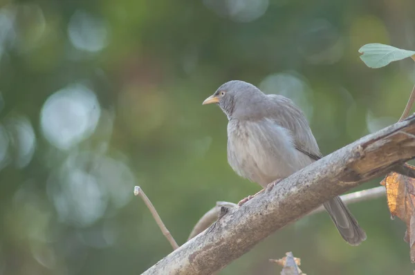 Turdoides Striatus Galho Sasan Santuário Gir Gujarat Índia — Fotografia de Stock