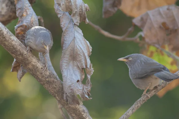 Orman gevezeleri, bir dalda Turdoides striatus. Sasan. Gir Sığınağı. Gujarat. Hindistan.