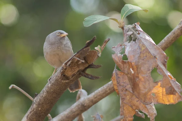 Bir dalda orman gevezesi Turdoides striatus. Sasan. Gir Sığınağı. Gujarat. Hindistan.